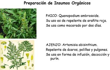 Imagen 7: Insumos vegetales de control fitosanitario