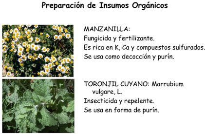 Imagen 7: Insumos vegetales de control fitosanitario