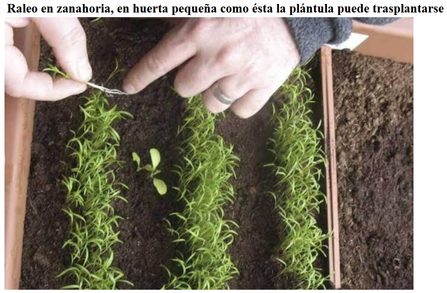 Imagen 10: Raleo de zanahoria en huerta pequeña (como se ve, la plántula ya puede ser transplantada).
